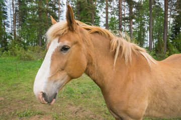 Obraz premium Portrait of a beautiful horse on the Korteniemi Heritage Farm that is located in the Liesjärvi National Park, Finland, Europe