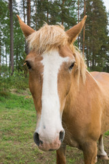 Naklejka na ściany i meble Portrait of a beautiful horse on the Korteniemi Heritage Farm that is located in the Liesjärvi National Park, Finland, Europe