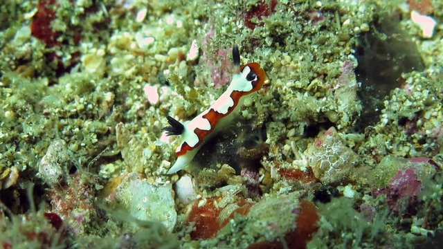 Goniobranchus fidelis nudibranch  crawling across the seafloor of Bali, Indonesia