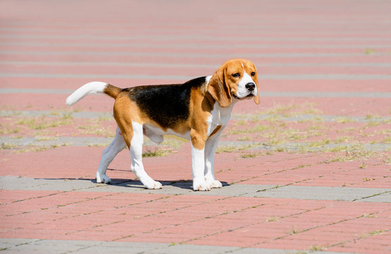 Beagle dog looks aside.  The Beagle stands in the park.
