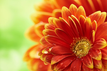 Beautiful orange flower Gerbera with water drops on green abstract background. Macro photography of gerbera flower.