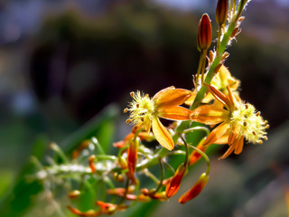 Stem with small bulbine flowers