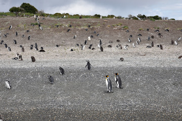 Colonie de pingouins de Magellan du Canal de Beagle, Argentine