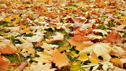 Colorful fallen maple leaves lying on the ground with green grass, autumn season. Shooting in motion with electronic stabilization.