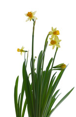 Narcissus flower in window background