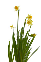 Fototapeta premium Narcissus flower in window background