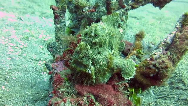 Giant frogfish,  antennarius commerson sitting on coral , Raja Ampat