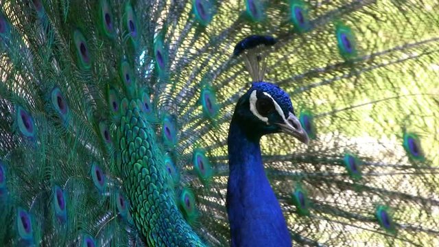 Two shots of a beautiful elegant male peacock proudly showing off his tail feathers. 