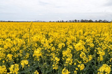 A field with flowers in the west of France