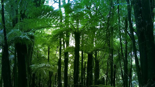 New Zealand native sub-tropical rain-forest with vines and  Silver Tree Ferns (ponga or punga in the Maori language). Wide shot. The Silver Fern is a national symbol of New Zealand.