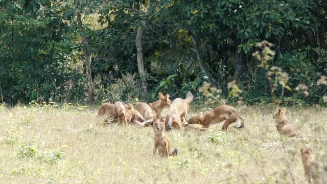 Flock of  asian wild dog or Dhole killing and eating sambar dear at Khao Yai National park, Thailand. Shot during hot  sunny day - heat in the air.