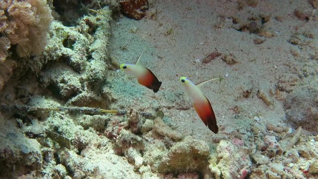 Fire dartfishes , nemateleotris magnifica synchronized swimming above corals of Bali