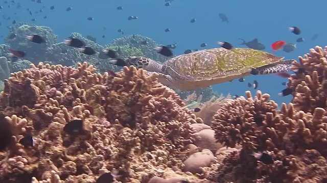 Green sea turtle, chelonia mydas swimming over corals of Bali