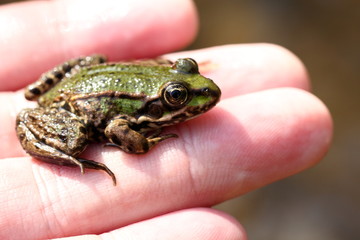 Obraz premium Frog