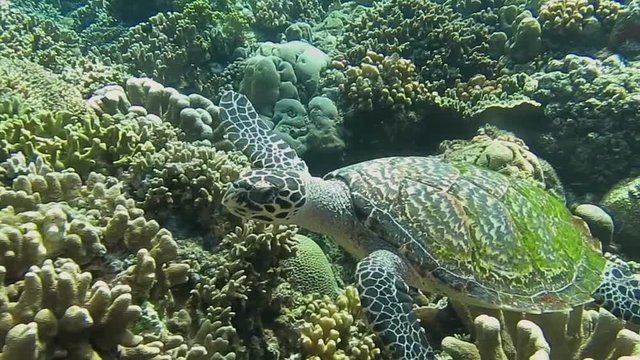 Green sea turtle, chelonia mydas swimming over corals of Bali