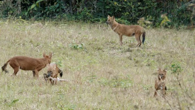 Flock of  asian wild dog or Dhole killing and eating sambar dear at Khao Yai National park, Thailand. Shot during hot  sunny day - heat in the air.