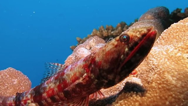 Riff lizardfish (synodus variegatus) is resting on coral of Bali