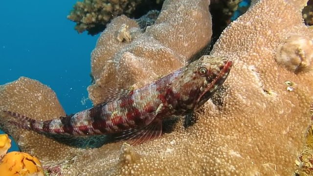 Riff lizardfish (synodus variegatus) is resting on coral of Bali