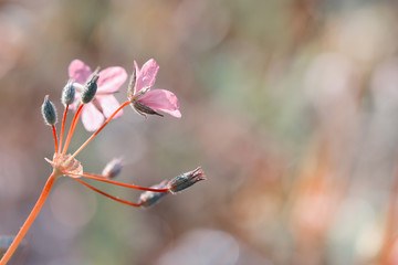 Redstem filaree (Erodium cicutarium) wildflowers