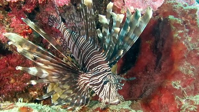 Red lionfish , pterois volitans is resting on corals of Raja Ampat