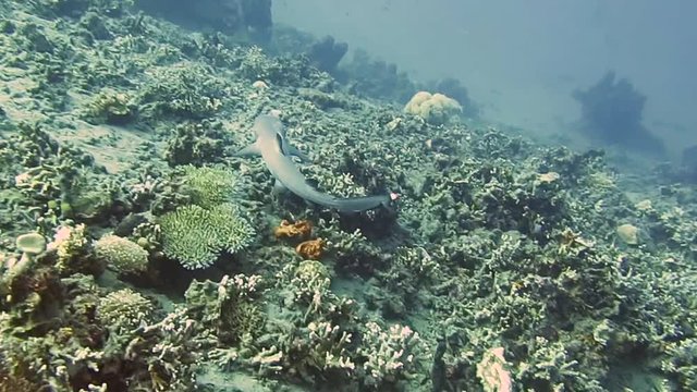 White tip reef shark (Triaenodon obesus ) making a net under corals of Bali, Indonesia	