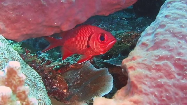 Blackbar  soldierfish ( myripristis jacobus ) swims between corals of Bali