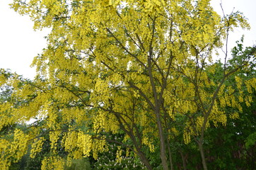 Kwitnące drzewo złotokap zwyczajny, Laburnum anagyroides © Ewa