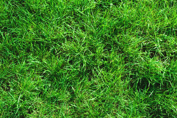 Close-up of uncultivated wild green lawn. View from above. Green juicy grass background for spring and summer