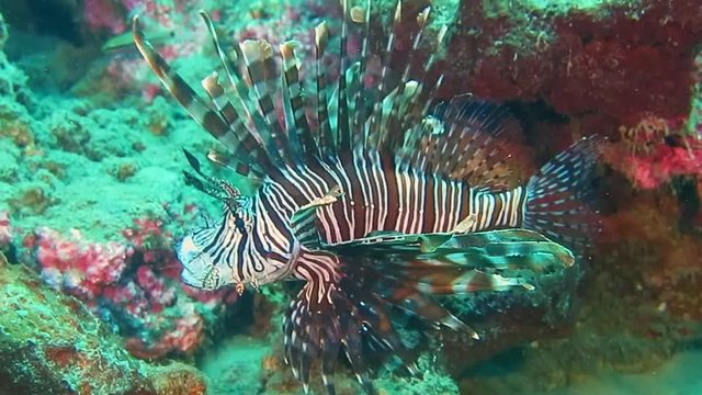 Red lionfish , pterois volitans is resting on corals of Raja Ampat