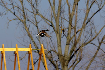 wzbijająca się do lotu kaczka © Konrad_elx