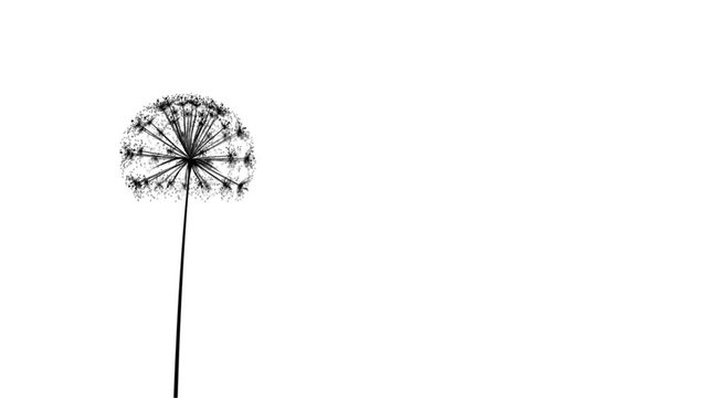 Animation of a dandelion growing and the seeds blowing away on the wind. Loop (or removable) section between 6:00-12:00. Black and white silhouette. Representing: wishing, birthday wishes, luck etc.