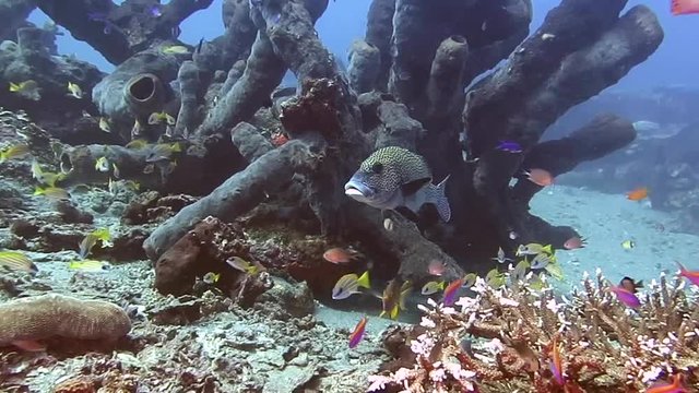Many spotted sweetlips or  harlequin sweetlips (  Plectorhinchus chaetodonoides ) at cleaning station of Bali