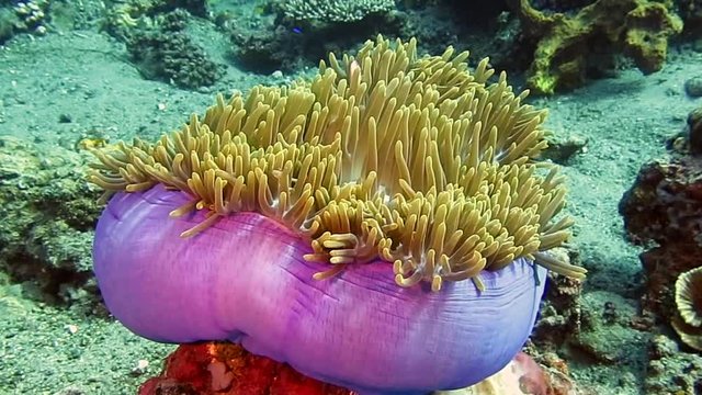 Pink Skunk Clownfish in sea anemone tentacles, Amphiprion perideraion also known as the  pink anemonefish, is a species of anemone fish