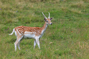 Naklejka na ściany i meble fallow deer (Dama dama) in grass. Parc de Merlet, France