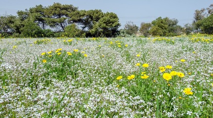 Fototapeta premium Flowers field