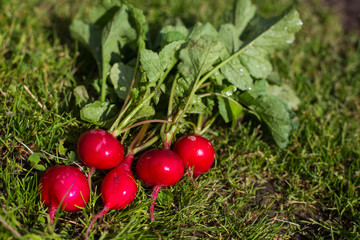 radish in the garden