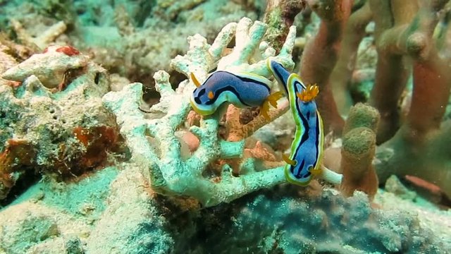 Annas chromodoris nudibranch  ( chromodoris annae ), a species of sea slug, a very colorful nudibranch, a shell-less marine gastropod mollusk in the family Chromodorididae