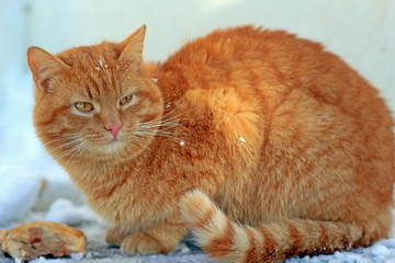 Рыжий кот
