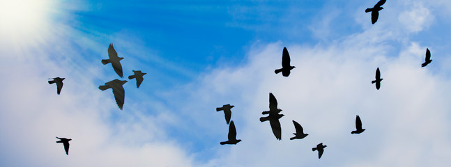 Silhouetten von Tauben vor blau-weißem Himmel