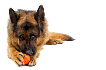 German shepherd dog lies and gnaws toy ball