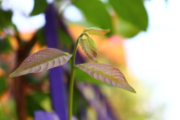 beautiful green leaf