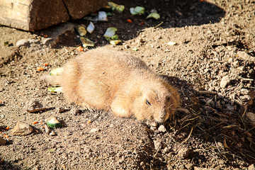Präriehunde, Präriehund, Tier, Natur