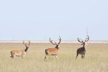 Deer in the steppes of Ukraine