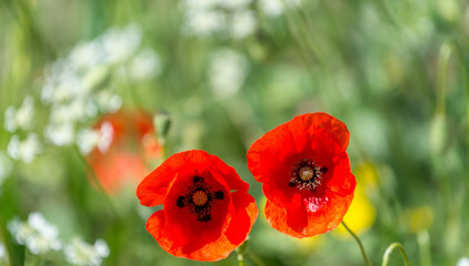 Couple of Poppies in a meadow, spring season