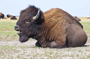 Fototapeta premium The Buffalo lies in the steppe.