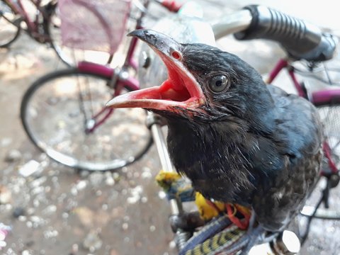 a black thursty bird