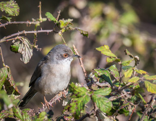 the female sardinian warbler looking for food in the morning