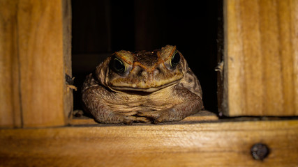 Small toad resting 