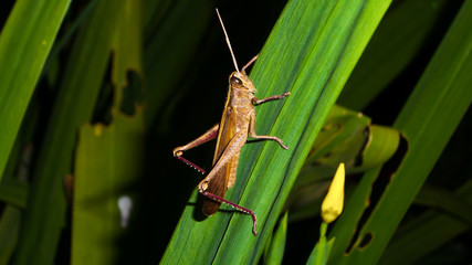Grasshopper in the leaves