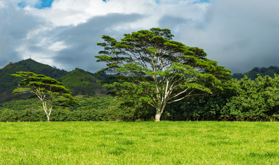 koa trees on green farmland kauai hawaii